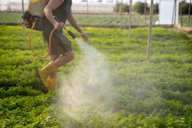 Wasp Removal Services in Sarasota Springs, FL