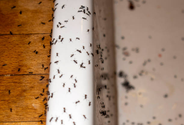 Best Spider Control Near Me  in Sarasota Springs, FL